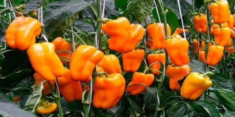 Kada saditi rasad paprike u stakleniku